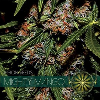 Mighty Mango Bud (Vision Seeds) feminized