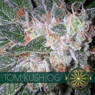 Tom Kush OG (Vision Seeds) feminized