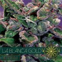 La Blanca Gold Autoflowering (Vision Seeds) feminized