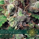Vision Kush Autoflowering (Vision Seeds) feminized
