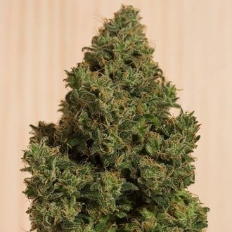 Blue Dream CBD (Humboldt Seed Organization) feminized