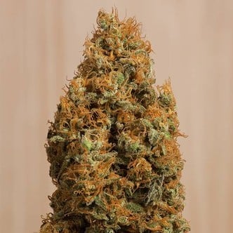 Green Crack CBD (Humboldt Seeds) feminized