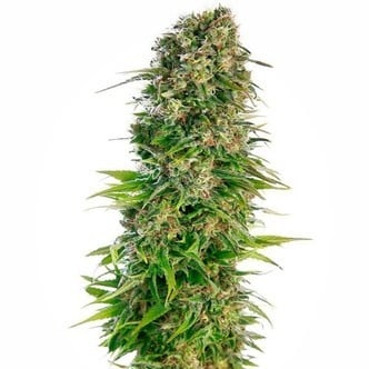 Hindu Kush Automatic (Sensi Seeds) feminized