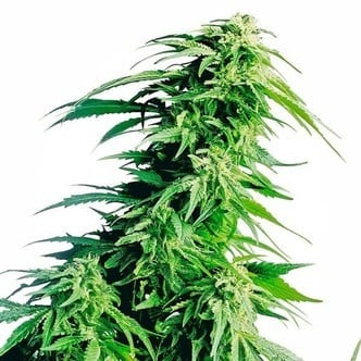 Hindu Kush (Sensi Seeds) feminized