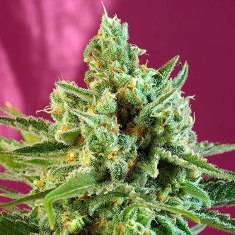 S.A.D. Sweet Afgani Delicious CBD (Sweet Seeds) feminized