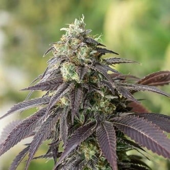 707 Headband (Humboldt Seeds) Feminized