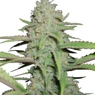 Sweet Bubble (Zativo Seeds) feminized