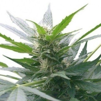 Afghan Kush (Zativo Seeds) feminized