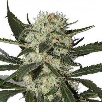 Northern Lights  (Zativo Seeds)