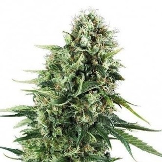 Chocolate Haze (Zativo Seeds) Feminized