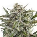 OG Kush (Sensation Seeds) feminized