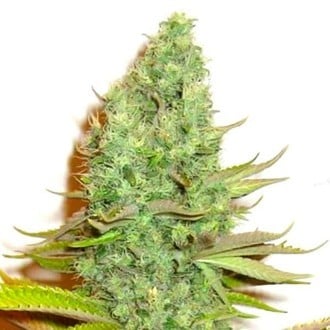 Sensation Victory (Sensation Seeds) feminized