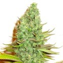 Sensation Victory (Sensation Seeds) feminized