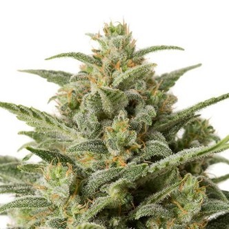 White Widow Auto (Sensation Seeds) feminized