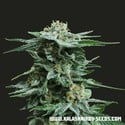 AK Kush (Kalashnikov Seeds) feminized