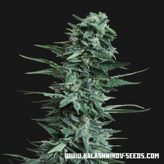 Kubanskiy Ubiyza (Kalashnikov Seeds) feminized