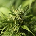 Golden Haze (Devil Harvest Original) feminized