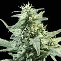 Golden Haze (Devil Harvest Original) feminized