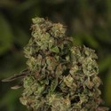 OG Reek’n (Devil Harvest Original) feminized