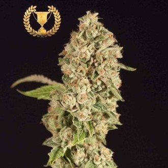 OG Reek’n (Devil Harvest Original) feminized