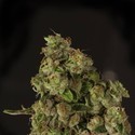 OG Reek’n (Devil Harvest Original) feminized