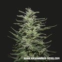 Amnesia Molotov (Kalashnikov Seeds) feminized