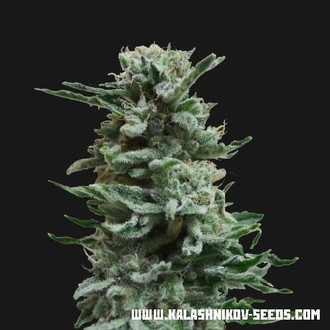 AK Skunk Auto (Kalashnikov Seeds) feminized