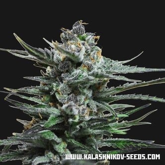 Acid Blue Auto (Kalashnikov Seeds) feminized