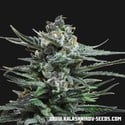 Acid Blue Auto (Kalashnikov Seeds) feminized