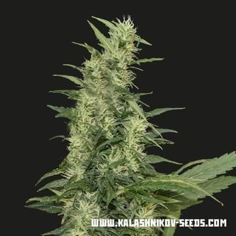 Amur Giant Auto (Kalashnikov Seeds) feminized