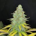 Choco Kush Auto (Amsterdam genetics) feminized