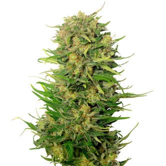 Choco Kush Auto (Amsterdam genetics) feminized