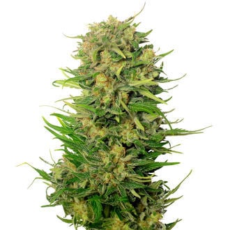 Choco Kush Auto (Amsterdam genetics) feminized