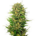 Choco Kush Auto (Amsterdam genetics) feminized