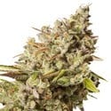 Royal Gorilla (Royal Queen Seeds) feminized