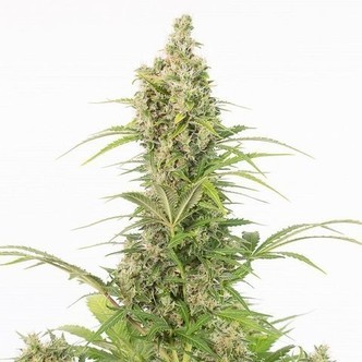 White Widow Auto CBD (Dinafem) feminized