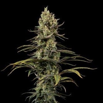 Early Amnesia CBD (Dinafem) feminized