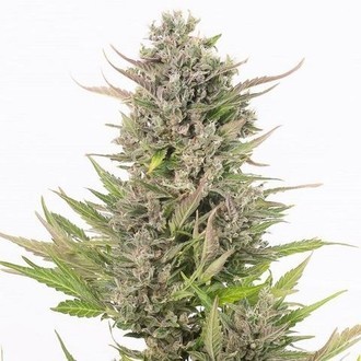 Critical+ Auto CBD (Dinafem) feminized