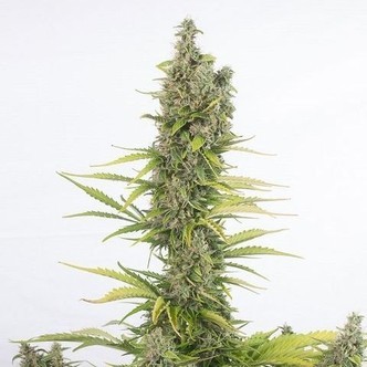 Amnesia Auto CBD (Dinafem) feminized