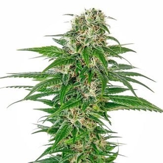 Early Skunk Automatic (Sensi Seeds) feminized