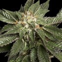 LA Confidential (DNA Genetics) feminized