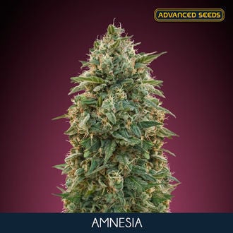 Amnesia (Advanced Seeds) feminized