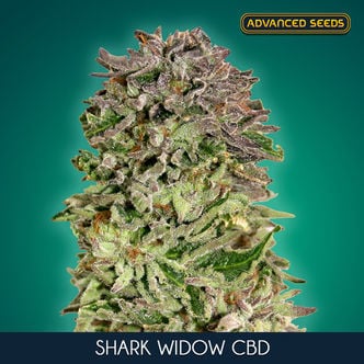 Shark Widow CBD (Advanced Seeds) feminized