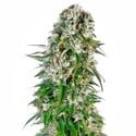 Big bud Automatic (Sensi Seeds) feminized