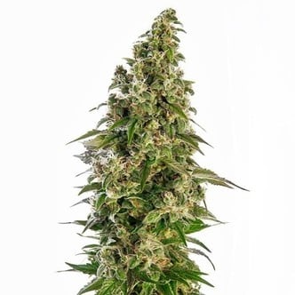 Afghani 1 Automatic (Sensi Seeds) feminized