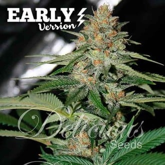 Delicious Candy Early Version (Delicious Seeds) feminized