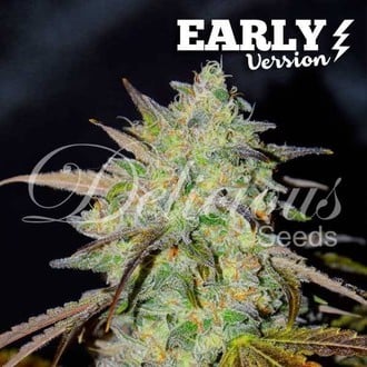 Marmalate Early Version (Delicious Seeds) Feminized