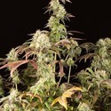 Remo Chemo (Dinafem) feminized