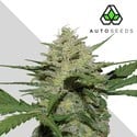 Girl Scout Cookies (Auto Seeds) feminized