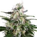 White Skunk Automatic (White Label) feminized